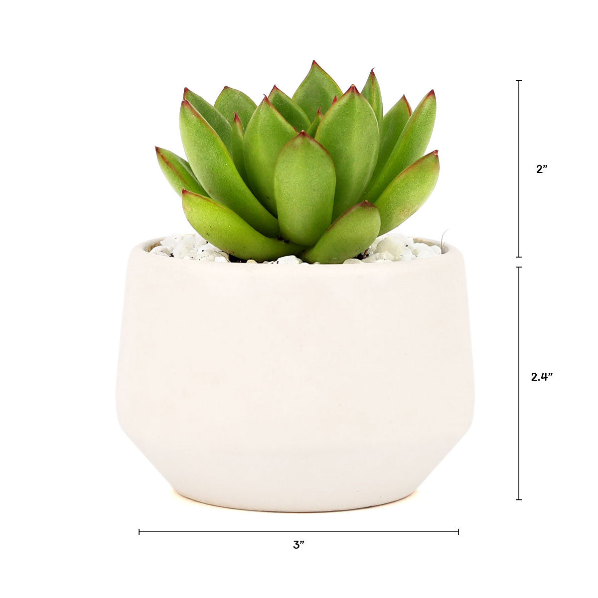 Live 2&quot; Succulent with 3&quot; Minimalistic Pot, Unique Succulent Gift Ideas, Succulent in white ceramic pots, Succulent Decor Ideas, 2 inch succulent pots for sale