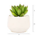Live 2&quot; Succulent with 3&quot; Minimalistic Pot, Unique Succulent Gift Ideas, Succulent in white ceramic pots, Succulent Decor Ideas, 2 inch succulent pots for sale