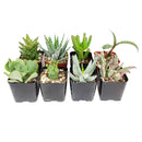 Live Unique Succulent Assorted Pack for sale, A Variety of Healthy Live Unique Succulent Plant, Colorful Unique Succulent Gift Ideas, How to care for Unique Succulent, How to grow Unique Succulent Indoor, Unique Succulent, unique succulent types, succulent unique, buy succulents online, succulent shop, succulent store, unique succulent plant, indoor succulents