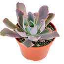 Easter succulents idea, Growing succulents for thanksgiving, echeveria, echeveria succulent, echeveria types, succulent echeveria, buy succulents online, succulent shop, succulent store, echeveria plant, indoor succulents