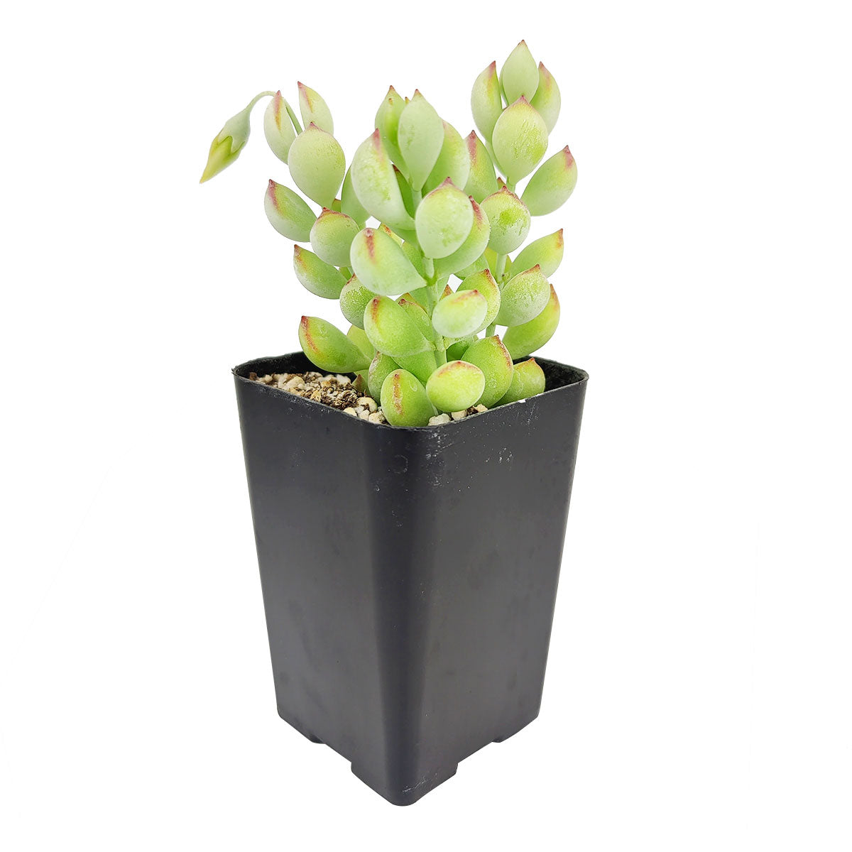 cotyledon pendens succulent plants Cotyledon Pendens | Succulents Gift Guide & Care