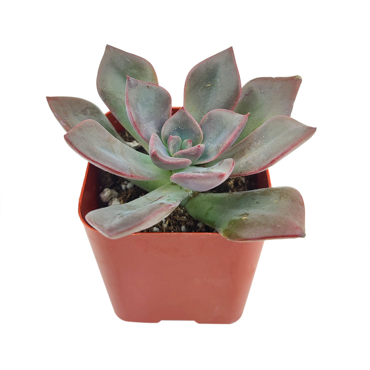 black succulents for sale near me Echeveria Dark Moon | Live Black Succulent Plants Plants For Sale