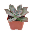 black Echeveria, black Echeveria for sale, unique black Echeveria, Echeveria in pot for sale, succulents for sale