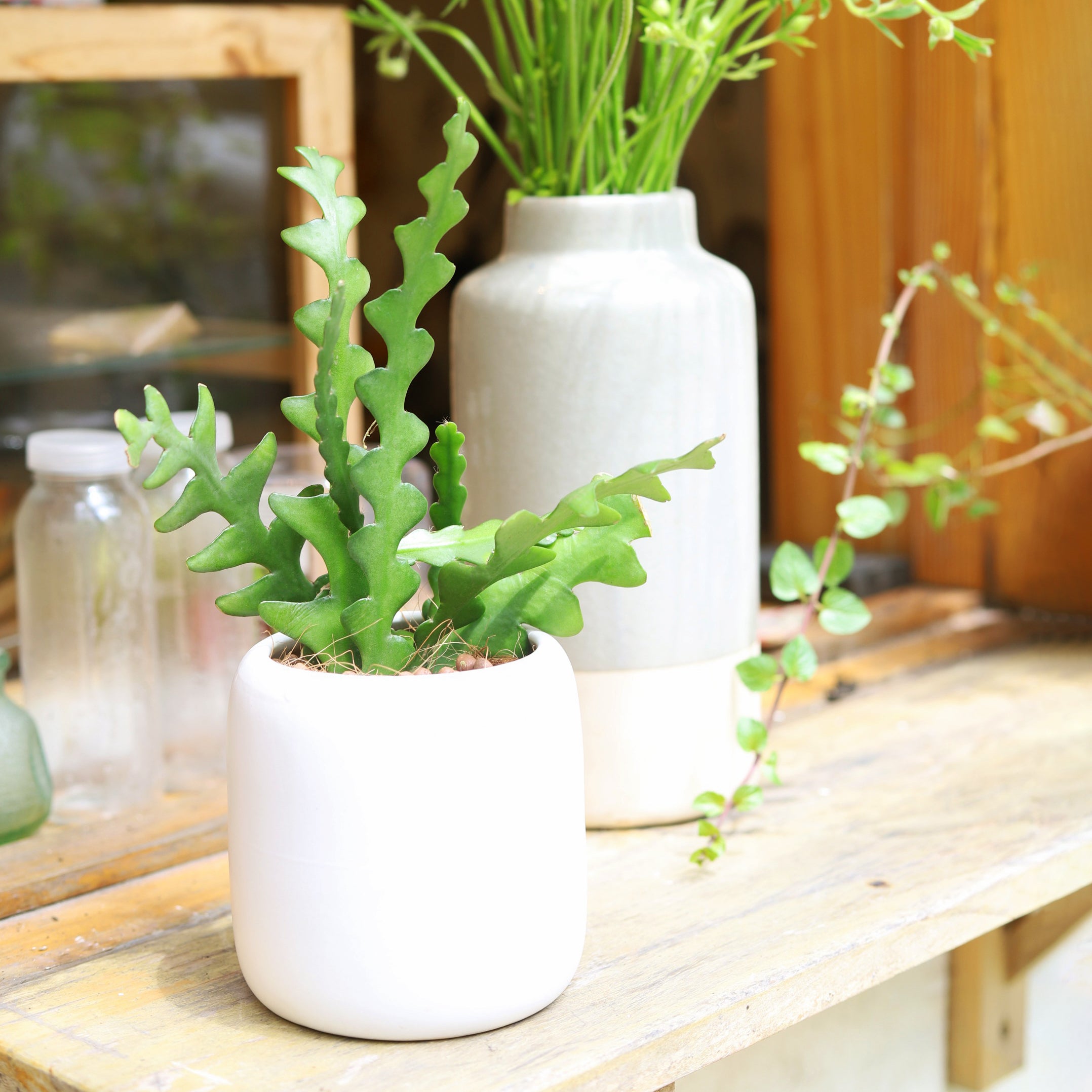 fish bone succulent Rare Fishbone Cactus - Ric Rac Cactus