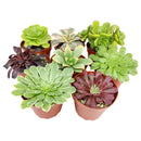 How to care for Aeonium Succulent, How to grow Aeonium Succulent Indoor, aeonium, aeonium succulent, aeonium types, aeonium plant, indoor succulents, Wedding rosette succulents for sale, Buy asorted succulents for wedding favors, Aeonium succulent types for wedding