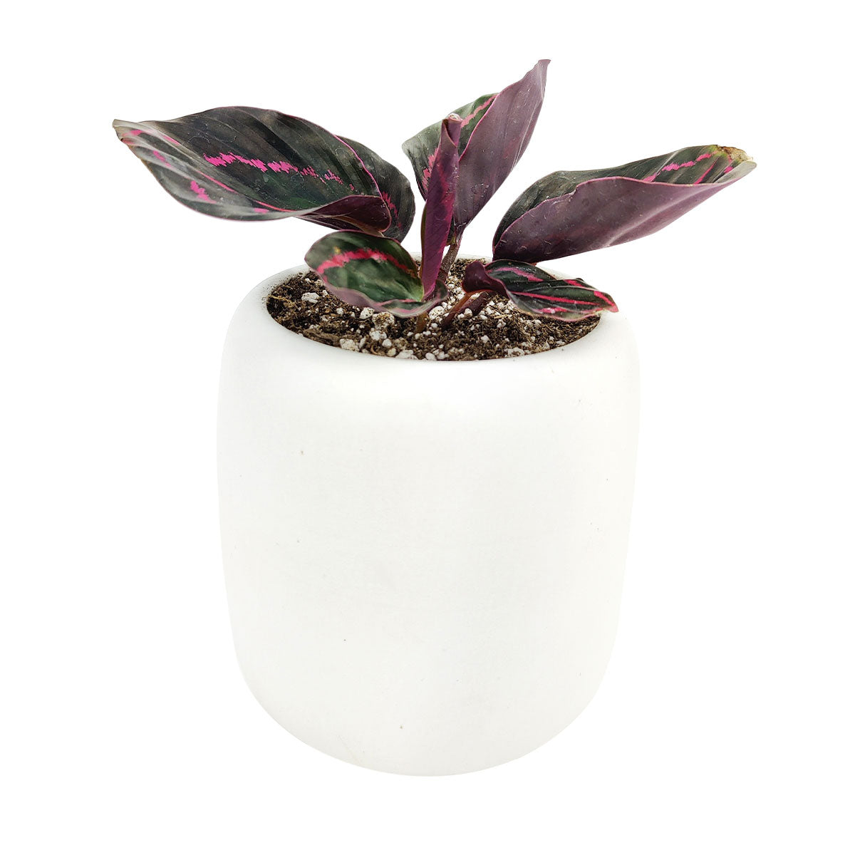 calathea dottie, calathea dottie care, rose painted calathea, calathea roseopicta dottie, dottie calathea, calathea dottie plant, calathea rose painted