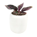 calathea dottie, calathea dottie care, rose painted calathea, calathea roseopicta dottie, dottie calathea, calathea dottie plant, calathea rose painted