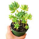 Green Jelly Bean Sedum, Sedum Pachyphyllym For Sale, chubby succulent plant, How to grow sedum pachyphyllum, Sedum Pork and Beans succulent plant, where to buy succulent online