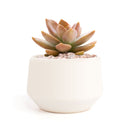 Live 2&quot; Succulent with 3&quot; Minimalistic Pot, Unique Succulent Gift Ideas, Succulent in white ceramic pots, Succulent Decor Ideas, 2 inch succulent pots for sale