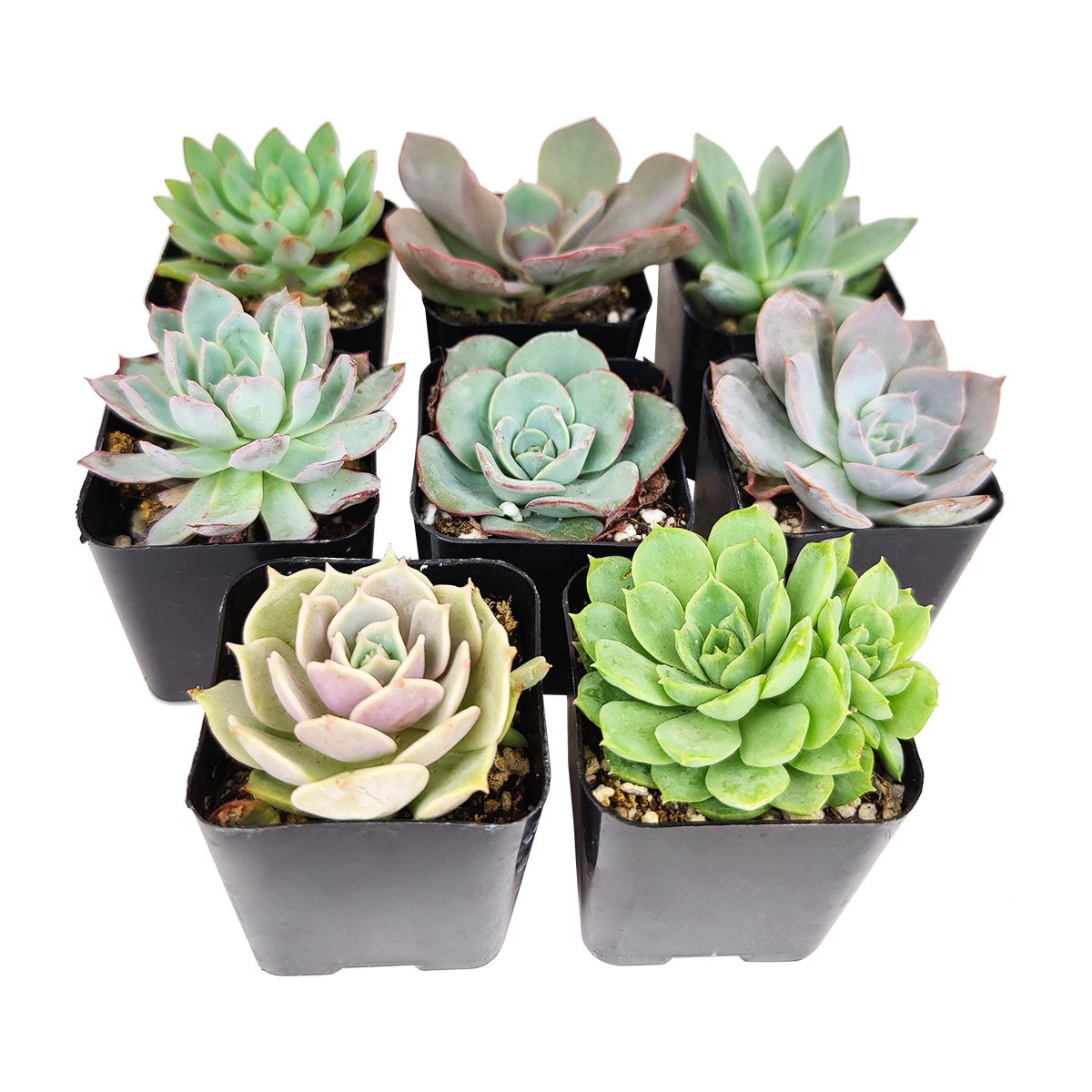 alive succulents Assorted Collection of Live Succulents Randomly Picked | Succulents Gift Decor