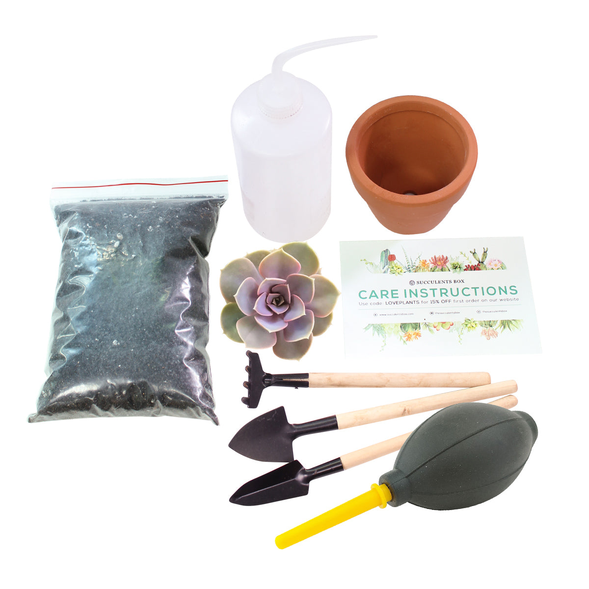 succulent plant starter kit Beginner Kit (tools + 4" plant) | Plant Starter Kit | Succulent Gift for Beginners
