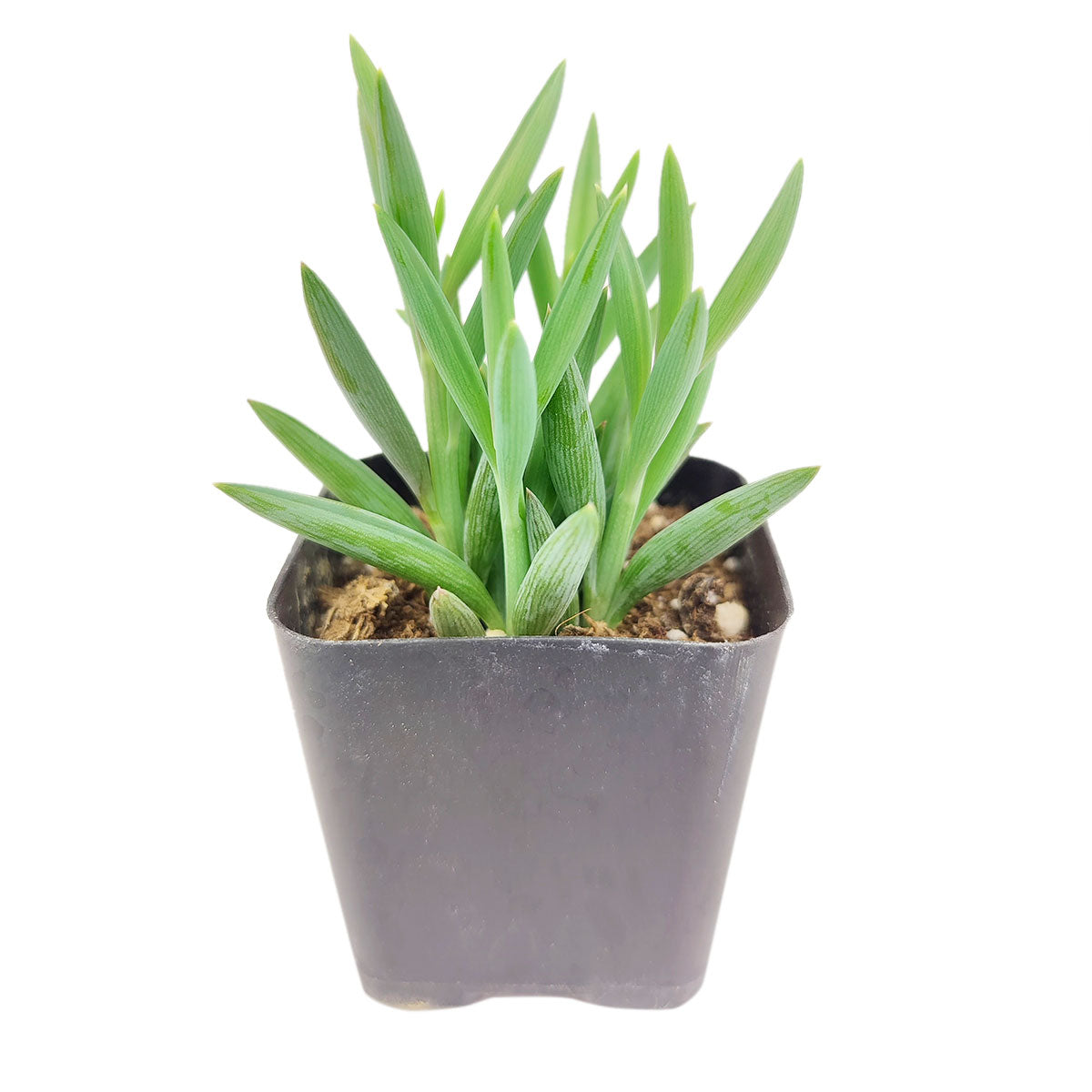 string of fishhooks succulent String of Fishhooks | Succulents Gift Ideas