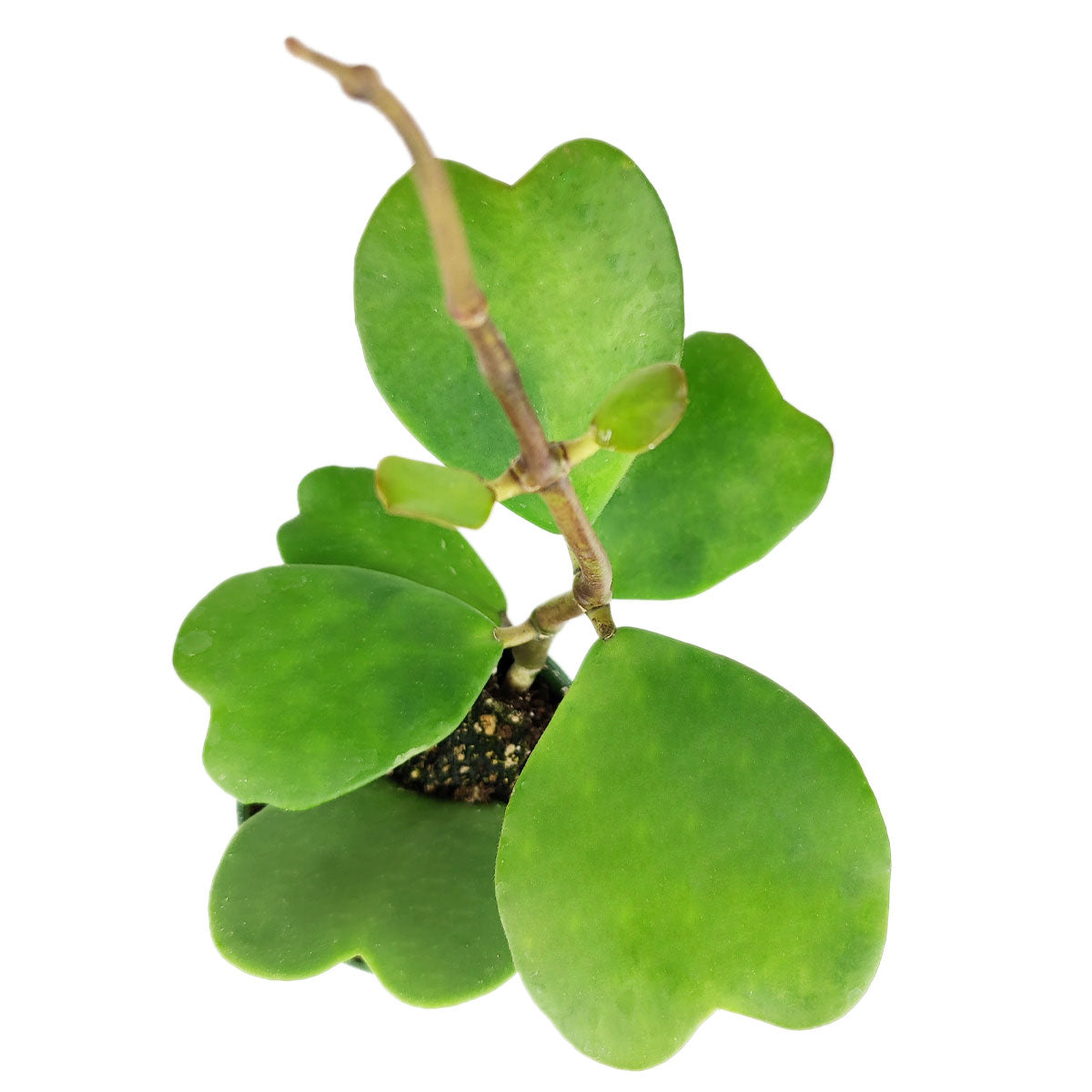 succulent vine with heart shaped leaves Trailing Hoya Kerrii Heart (At least 3+ leaves) - Heart-shaped Leaves