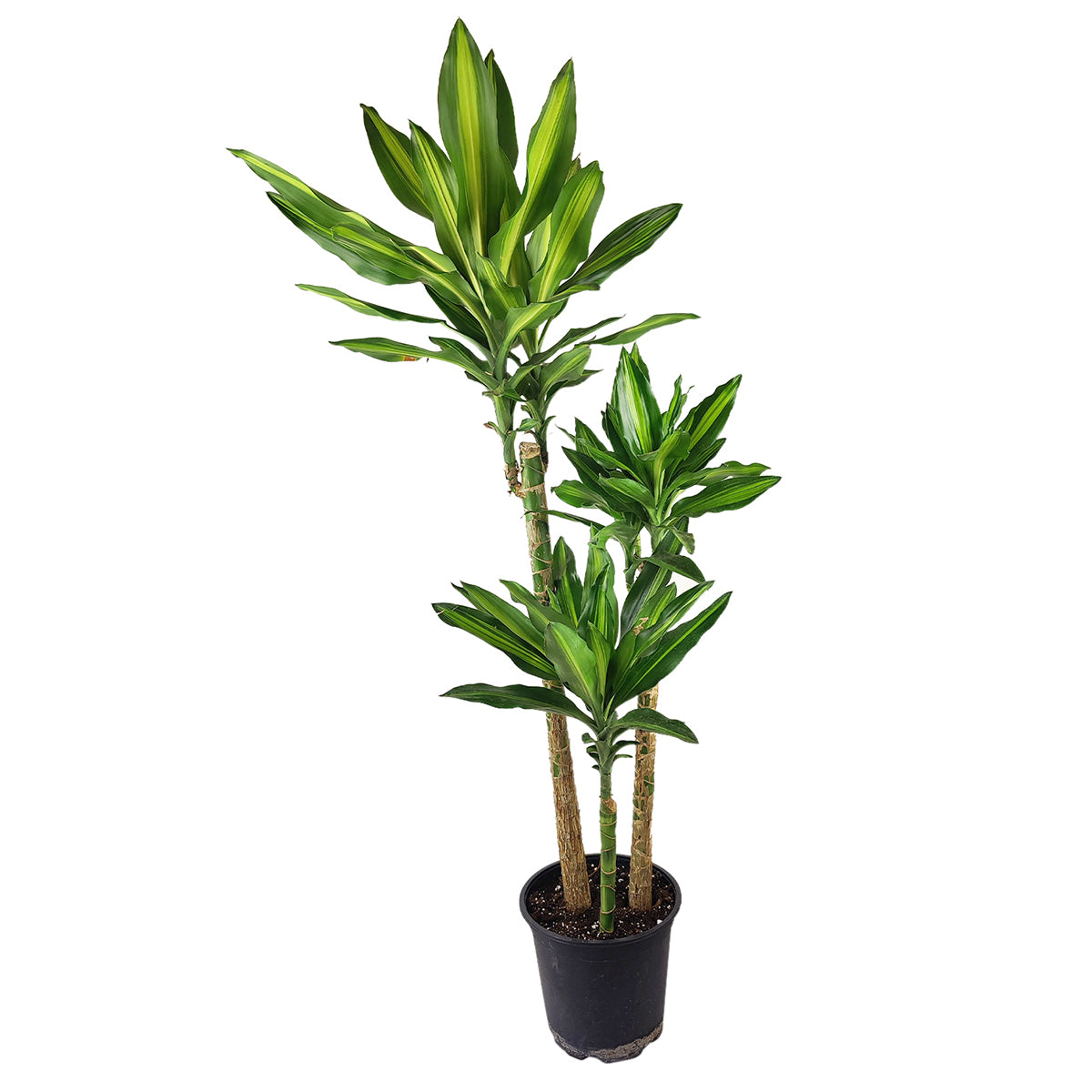 dracaena cintho outdoor Dracaena Cintho - Air Purifying Houseplants for Delivery