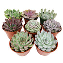 Live Echeveria Assorted Pack for sale, A Variety of Healthy Live Echeveria Succulent Plant, echeveria types, succulent echeveria, buy succulents online, succulent shop, Succulent ideas for your wedding, Succulent assorted pack perfect for weddings, Buy asorted succulents for wedding favors, Best echeveria succulents for wedding arrangements