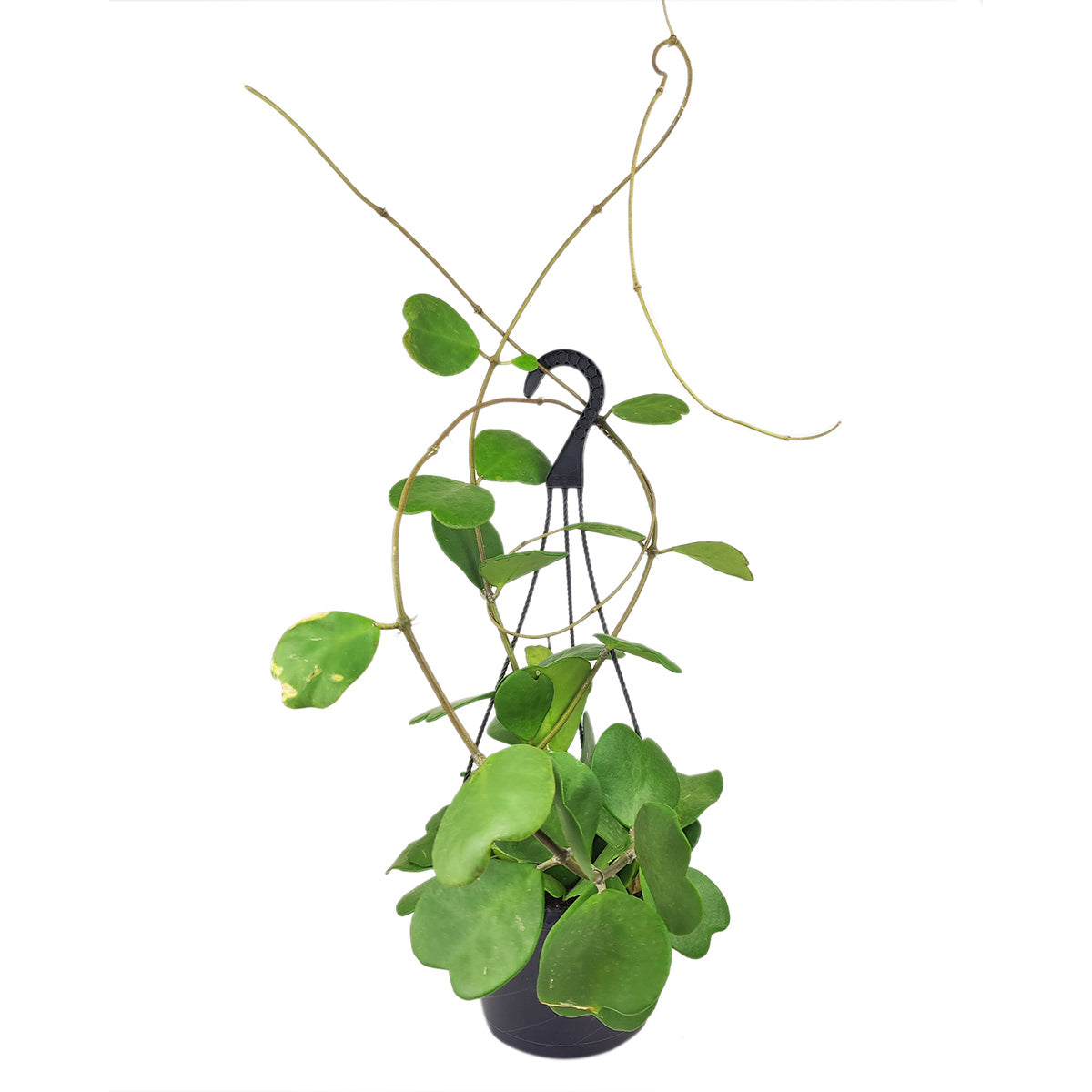 trailing succulent with heart shaped leaves Rare Trailing Hoya Kerrii Heart Large Size | Best Houseplant Decor