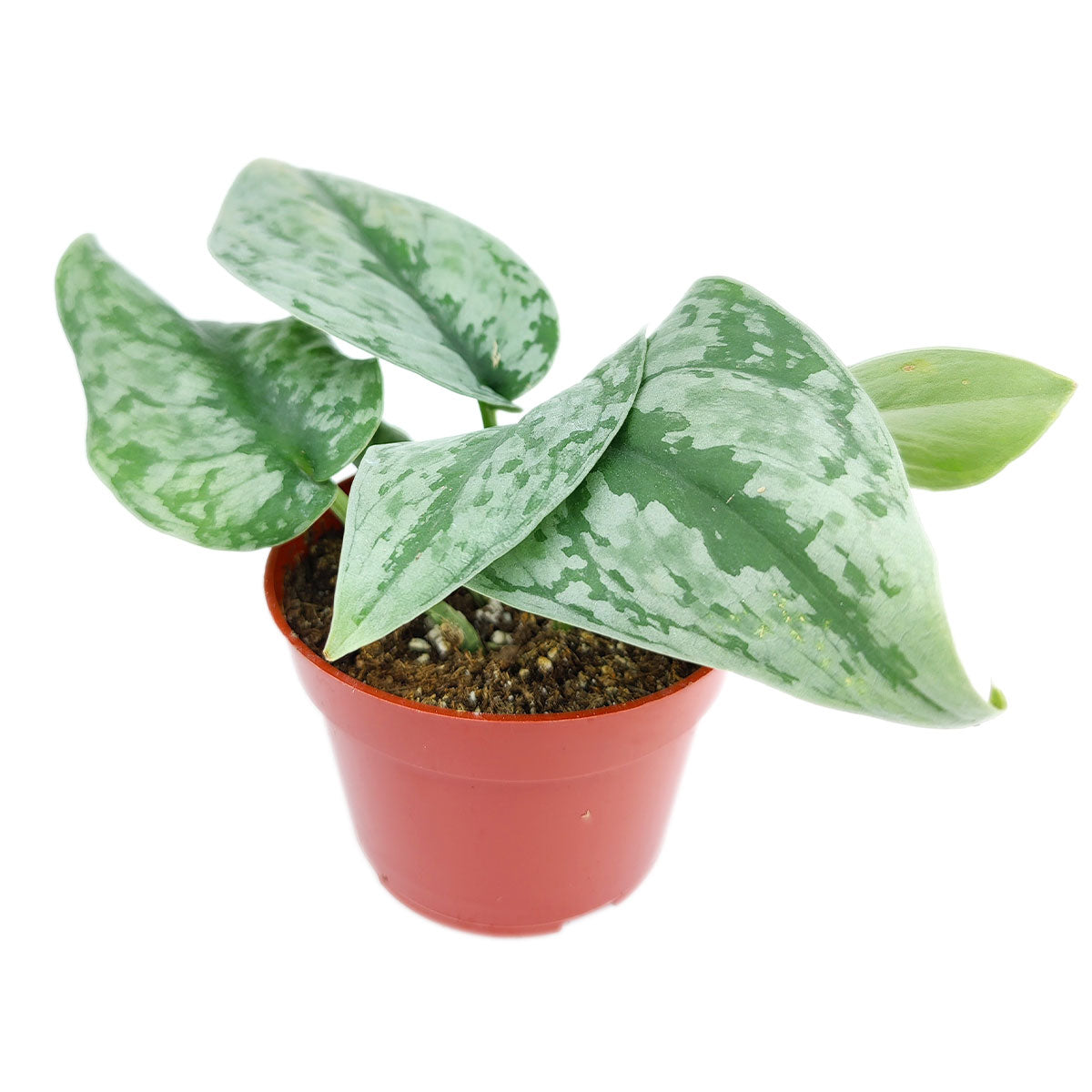 silver satin pothos for sale Silver Splash Pothos, Scindapsus Pictus ‘Exotica’