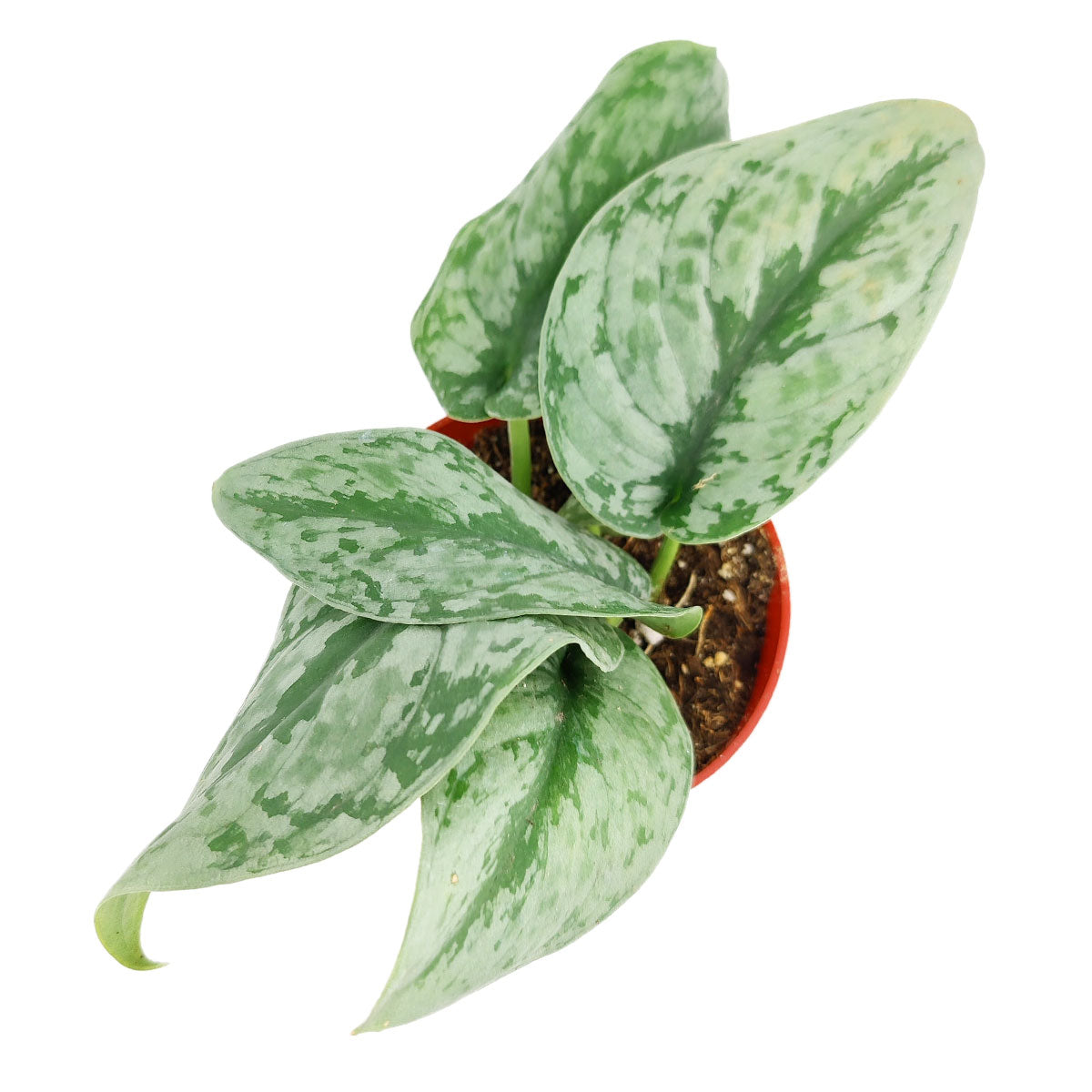 pothos splash Silver Splash Pothos, Scindapsus Pictus ‘Exotica’