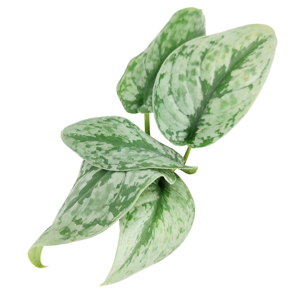 pothos silver splash Silver Splash Pothos, Scindapsus Pictus ‘Exotica’