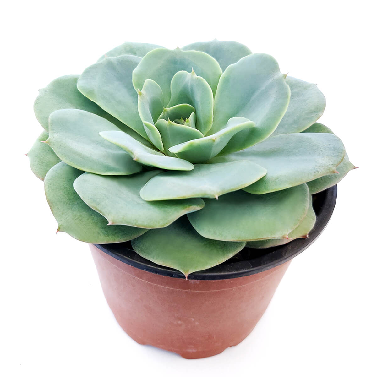 succulents atlanta ga Echeveria Atlantis Succulent 4 inch / Plastic Pot