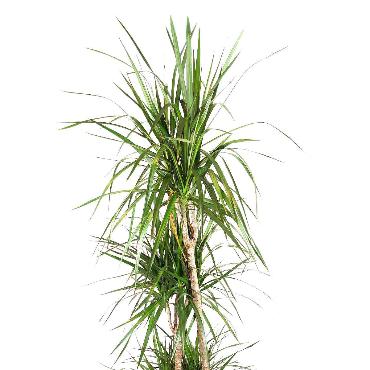 Large size Dracaena Marginata
