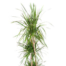 best place to buy house plants, best place to buy indoor plants near me, indoor plants online
