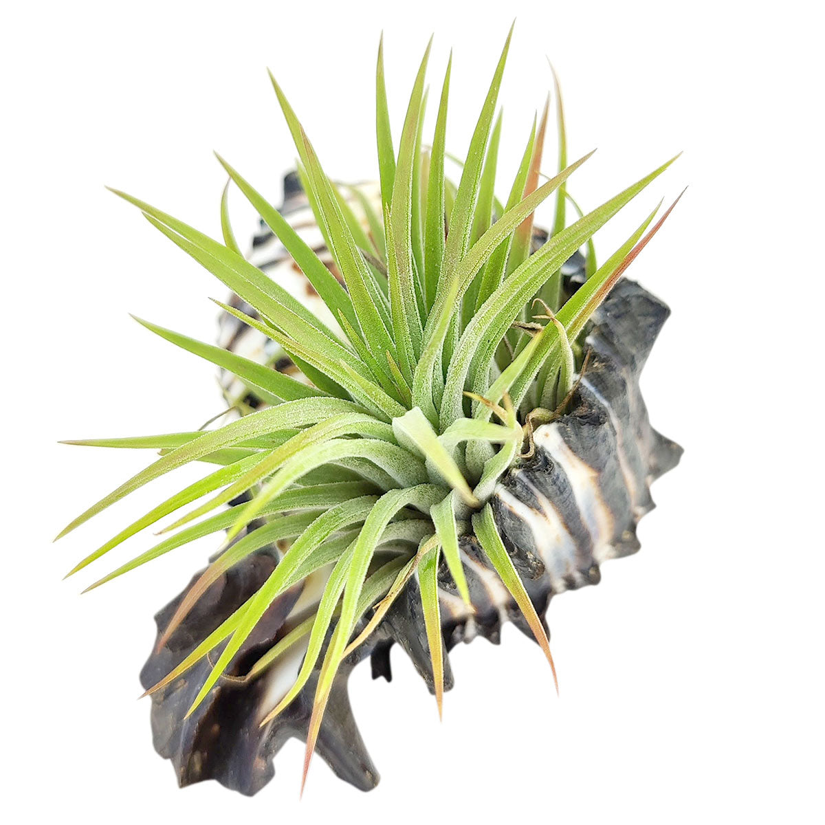 Air plant pots for sale, air plant accessories for sale, air plant gift decor ideas, Air plant holder, seashell air plant holder
