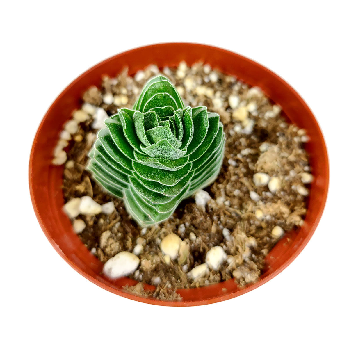 buddha temple succulent care Crassula pyramidalis 'Buddha's Temple' | Best Indoor Plant