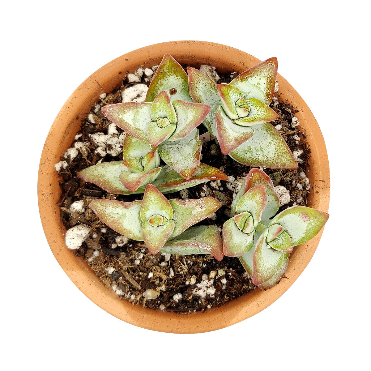 high voltage succulent Crassula High Voltage