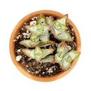 high voltage plant care, succulents garden, cactus, how to grow succulents, succulent care tips, succulent care, succulent care guide, monthly succulents, succulents store in CA, crassula high voltage in California, How to grow crassula high voltage, crassula, crassula plant, crassula succulent, crassula types, crassula varieties, types of crassula, crassula species, crassulas, succulent crassula