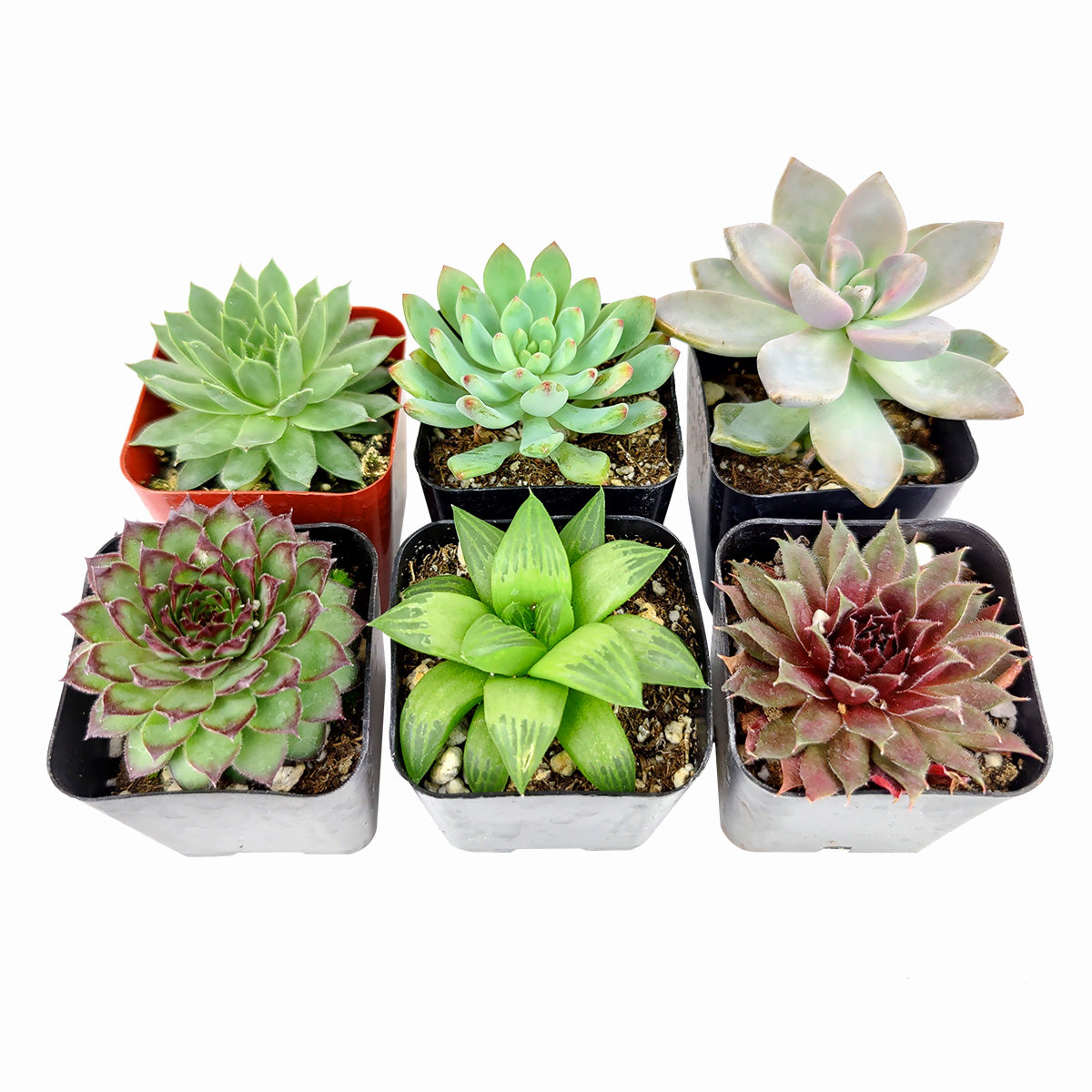 Radiant Rosette Collection of Live Succulent Plants, Hand Selected Variety Pack of Mini Succulents, Succulent Pack for Sale Online, Wedding Succulent Favors, Succulent assorted pack perfect for weddings, Types of rosette shaped succulents for wedding