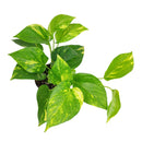 Golden Pothos, air-purifying houseplant, plants recommended by NASA for cleaning indoor air, care tips for growing golden pothos