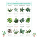 Succulent ID Cards for sale, Airplant ID Cards for sale, Succulent Care Cards, ID Cards for Specific Succulents, Identifying Types of Succulents, Types of Succulent Plants, How to identify Types of succulents, Succulents Gift Ideas, How to care for Types of Succulents