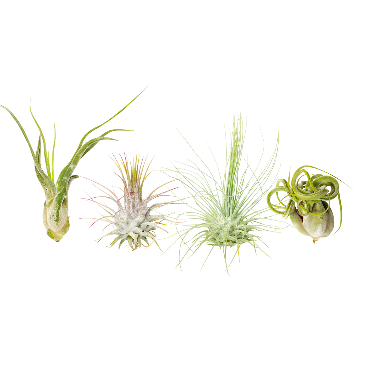 air plant variety pack Shop Succulents Assorted Live Air Plants