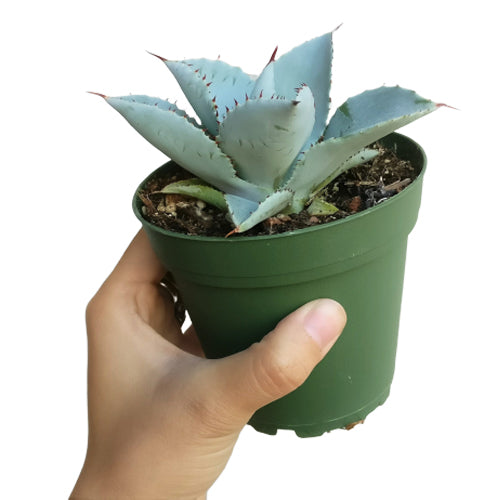succulent, agave succulent, indoor, outdoor, Succulents shop near me, indoor succulents, Rare succulents, how to grow succulents, monthly succulents, succulent subscription, succulents garden, succulent plant, agave succulent in California, How to grow agave succulent
