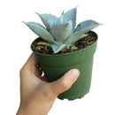 succulent, agave succulent, indoor, outdoor, Succulents shop near me, indoor succulents, Rare succulents, how to grow succulents, monthly succulents, succulent subscription, succulents garden, succulent plant, agave succulent in California, How to grow agave succulent