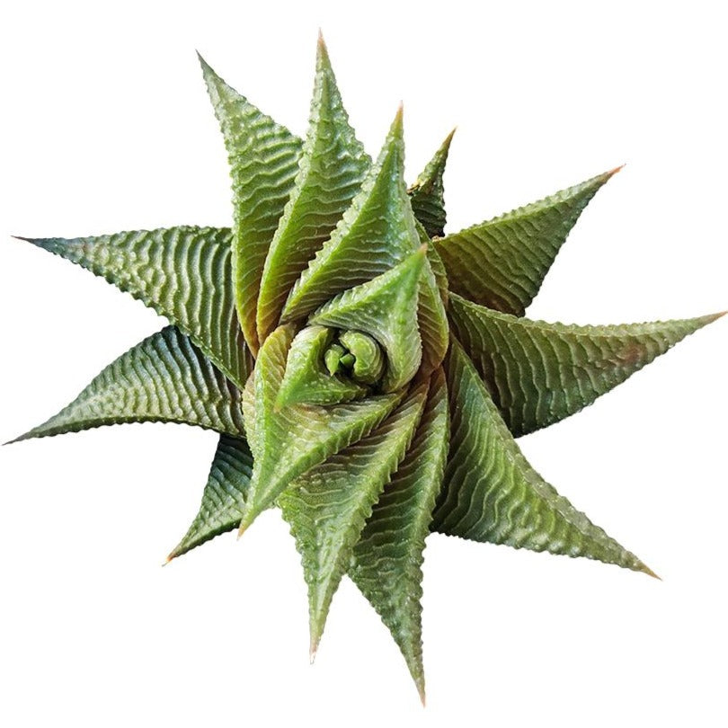 haworthia limifolia succulent Haworthia Limifolia 'Twister' Succulent - Spiraling Beauty & Easy Care