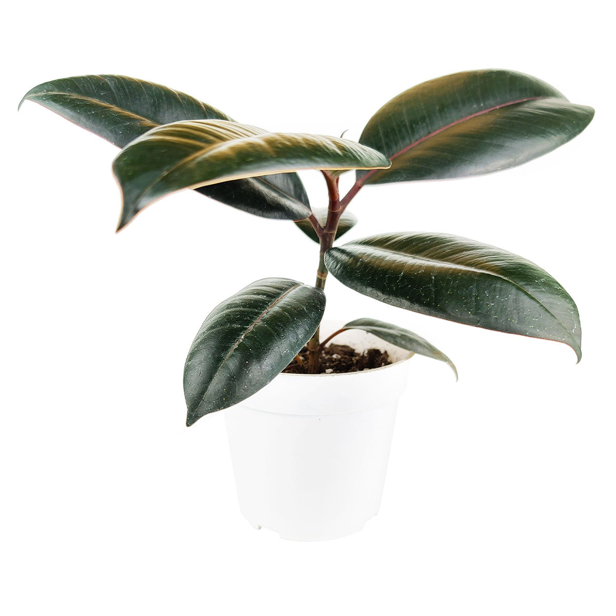 rubber tree houseplant for sale Shop Burgundy Rubber Houseplants