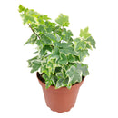 Ivy Kolibre care, Ivy Kolibre near me, trailing houseplants, best trailing plants, indoor trailing houseplant, ivy plant décor ideas, ivy plant gift ideas, Kolibre ivy care, common Ivy Plants