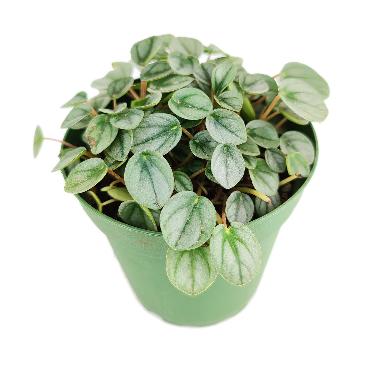 peperomia little toscani, peperomia little toscani care, peperomia little toscani plant, peperomia little toscani care for sale