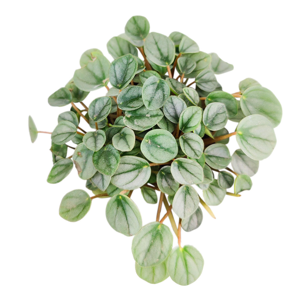 peperomia indoor plants with very tiny leaves Peperomia Little Toscani Houseplant for Sale - Easy Care Indoor Plants