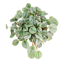 peperomia little toscani, peperomia little toscani care, peperomia little toscani plant, peperomia little toscani care for sale, buy Peperomia Little Toscani online