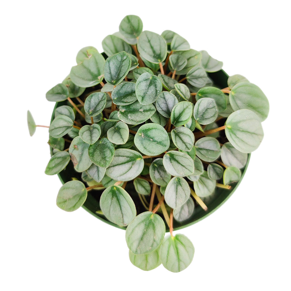 peperomia little toscani, peperomia little toscani care, peperomia little toscani plant, peperomia little toscani care for sale, best place to buy house plants
