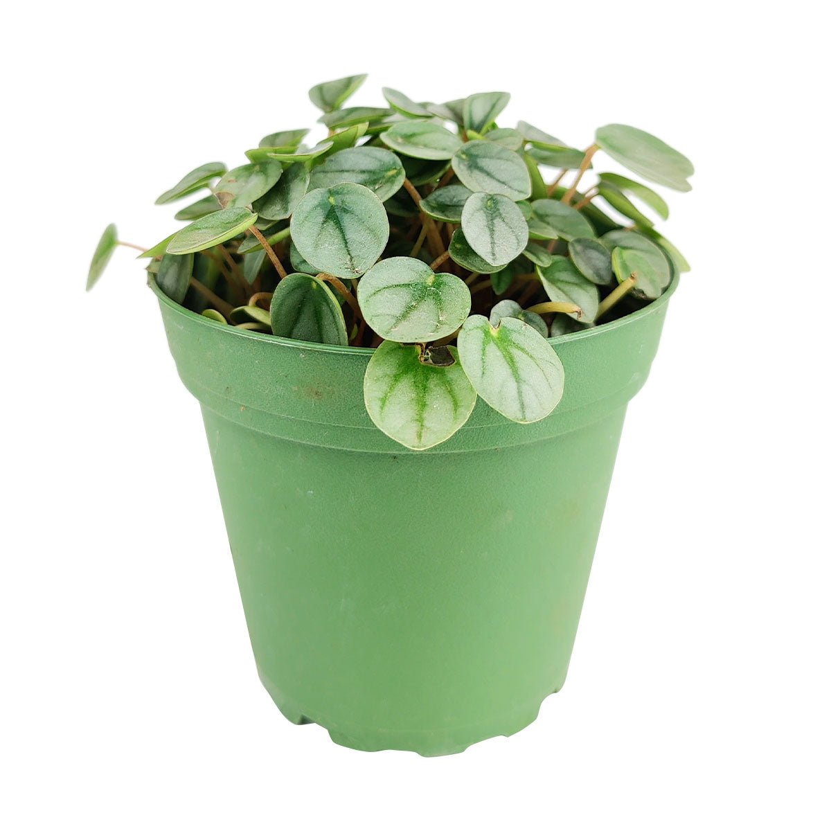 peperomia indoor plants with very tiny leaves Peperomia Little Toscani Houseplant for Sale - Easy Care Indoor Plants