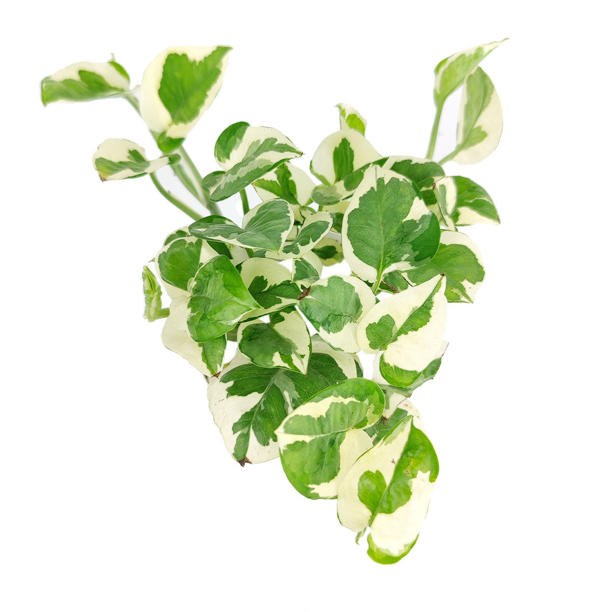 pothos n joy, pothos n joy care, pothos n joy light requirements, pothos n joy yellow leaves, pothos n joy plant, Epipremnum pinnatum