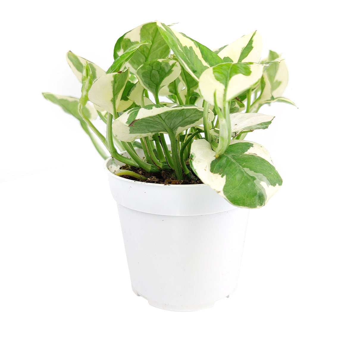 pothos n joy light requirements Pothos N'joy Live Houseplant