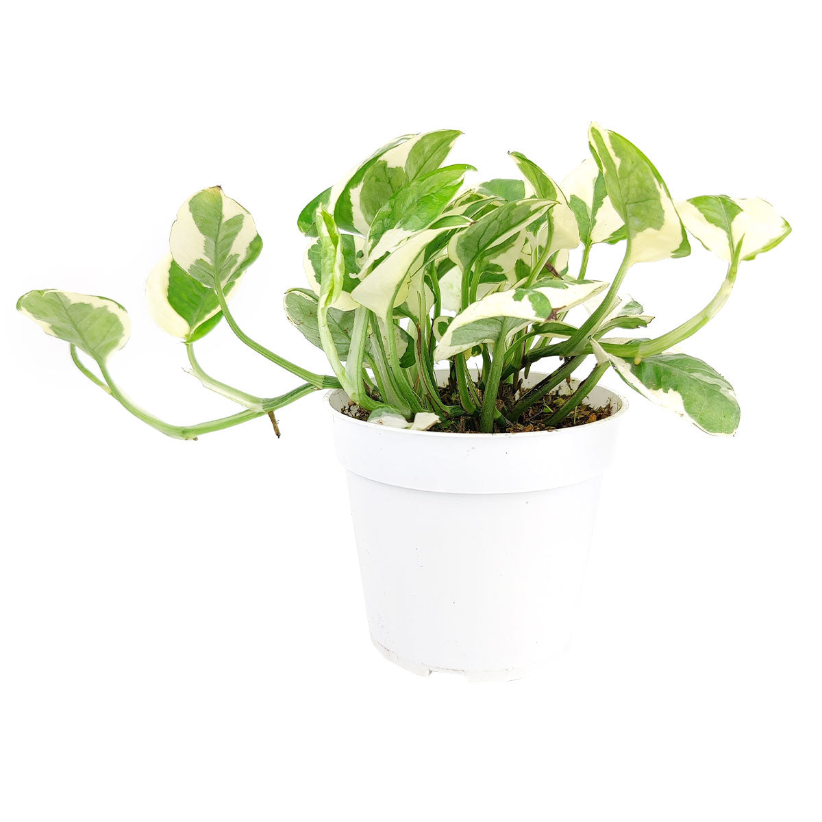 pothos n joy, pothos n joy care, pothos n joy light requirements, pothos n joy yellow leaves, pothos n joy plant, Epipremnum pinnatum