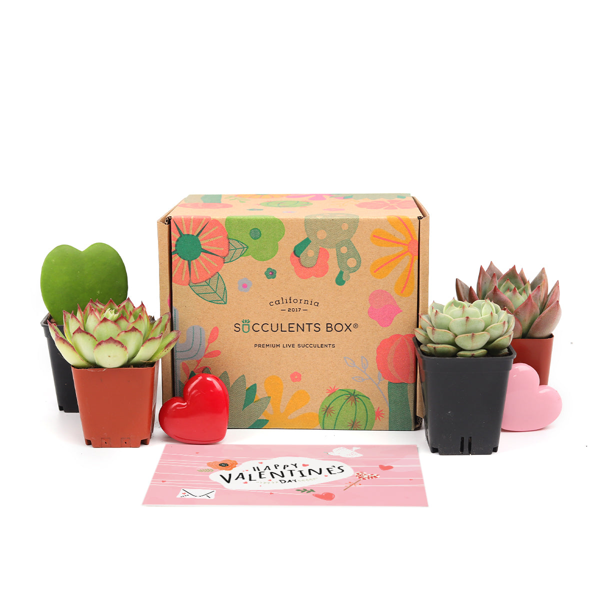 succulent subscriptions Gift 4 succulent/ month - 6 month Subscription - 1 time charge