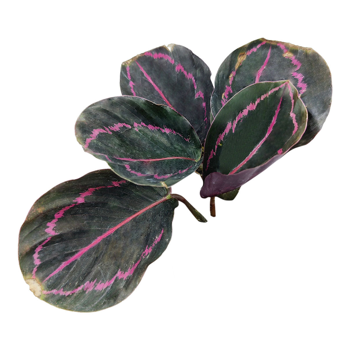calathea &#39;dottie&#39;, care for calathea dottie, calathea dottie size, calathea dottie for sale, calathea dottie care tips, calathea roseopicta &#39;dottie&#39;, rose-painted calathea, calathea roseopicta dottie care, calathea roseopicta &#39;dottie, rose painted calathea care, calathea dottie plant care, how to care for calathea dottie, calathea dottie flower