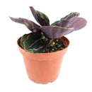 calathea dottie, calathea dottie care, rose painted calathea, calathea roseopicta dottie, dottie calathea, calathea dottie plant, calathea rose painted
